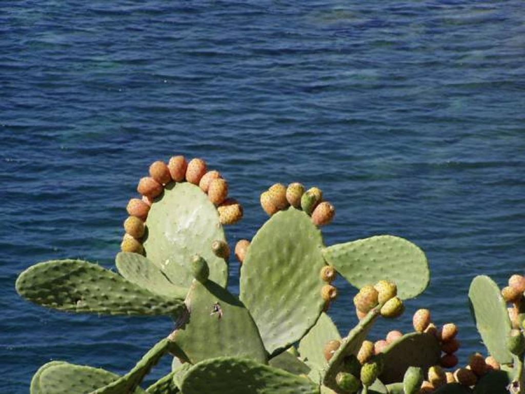 Pfa Hotel - Isola D'Elba 卡沃 外观 照片
